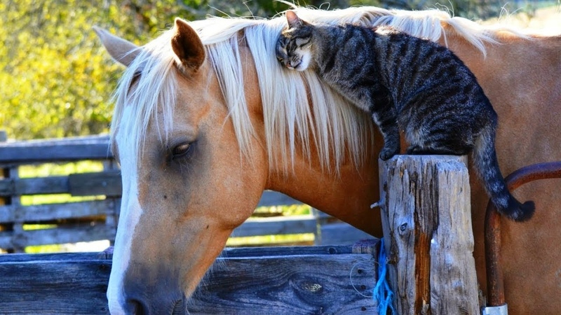Horse And Cat Are Best Friends