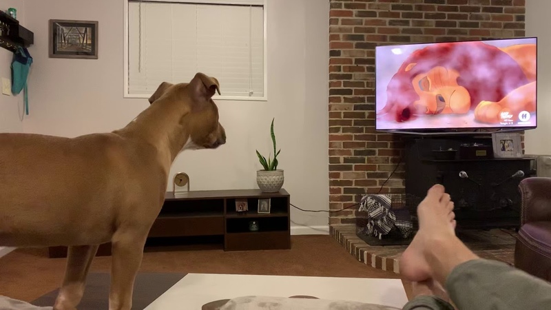 Pit bull puppy reaction to The Lion