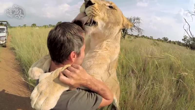 LION HUGGING The Story of Vayetsi, Livy Ginny The Lion
