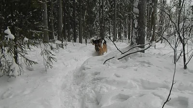 Зимняя прогулка Дичков