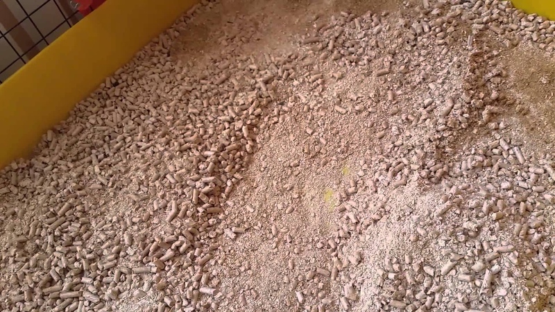 Cleaning Guinea Pig Cage ( Fleece and Wood