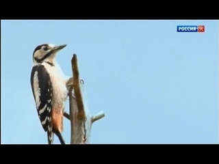 Лесные стражники