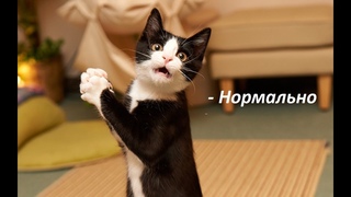 Коты ругаются на хозяйку.