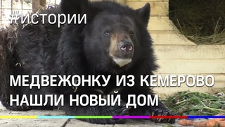 Брошенному гималайскому медвежонку из Кемеровской области нашли новый дом