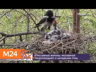 Москвичей предупредили об атаках ворон - Москва 24