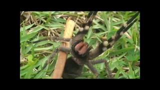Phoneutria - Armadeira - Brazilian Wandering Spider - Brazil vándorpók - Atack/Defense