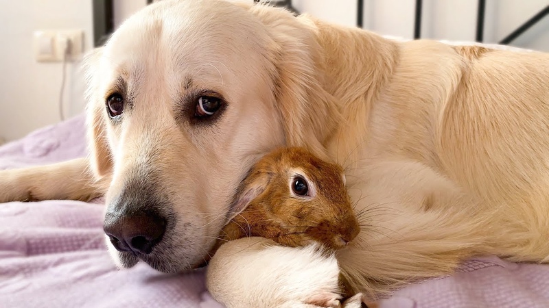 Can a Dog befriend a Rabbit Bailey and Sam Cutest