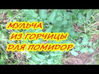 МУЛЬЧА ИЗ ГОРЧИЦЫ ДЛЯ ПОМИДОР / Органическое земледелие
