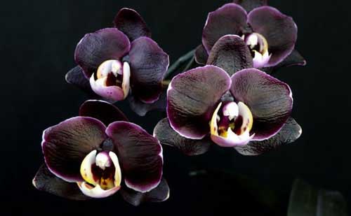 Phalaenopsis Black Butterfly «Orchids»