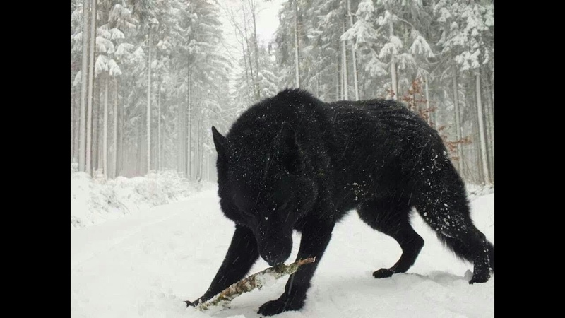 Two Largest Wolf ever caught on