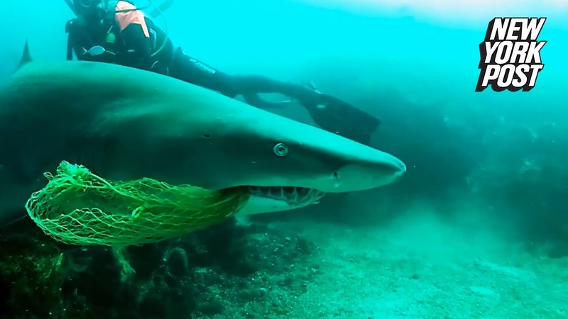 Heroic diver risks his life to save shark from strangling on fishing