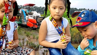 Gia Linh và em Cò về quê cùng Minh Thư ra đồng xem máy gặt lúa