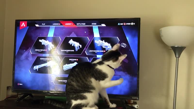 You can use Apex as a cat toy.