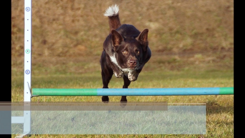 Kovu ( Gjerulff Dynamic Loboc River) Agility Training with Krisztina Beitl Kabai and Anne