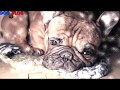 Dog funny lullaby / Колыбельная Бульдога