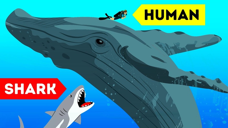 9 Wild Animals That Saved Human
