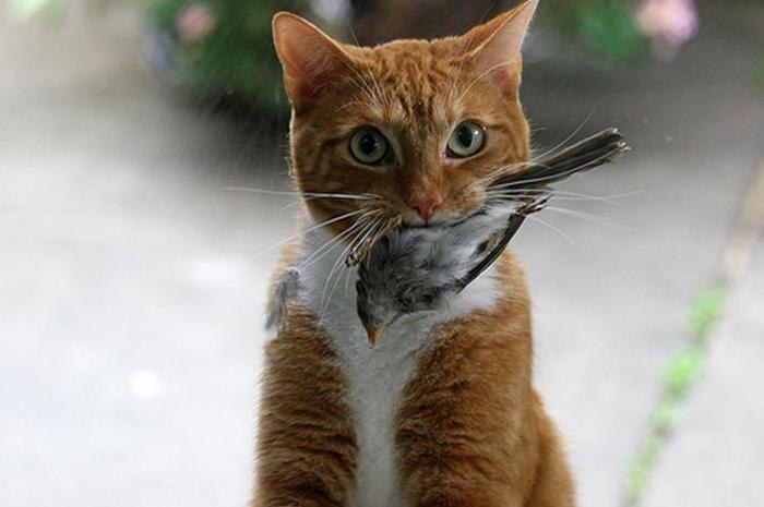 Иммануил Лисков | Калининград