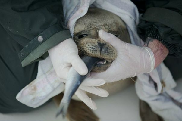 №148, Дмитрий Стародымов, Краснодар №148, Дмитрий Стародымов, Краснодар