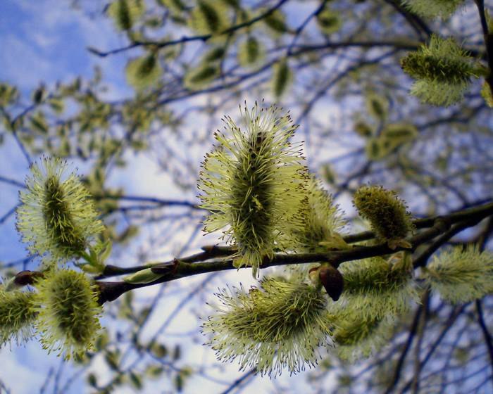 Виктор Баев | 