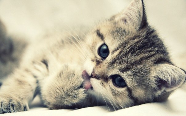 Алина Долгих | Барнаул