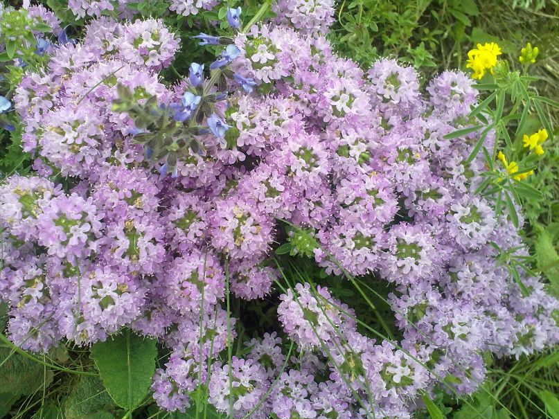 Светлана Валиуллина ҩҨஹϫ ϪЗАЙКАϪ ϫஹҨҩ | Бугульма