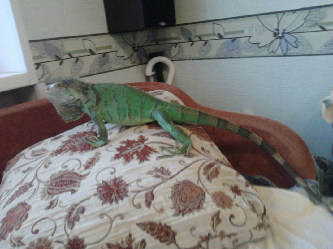 Тёма Смирнов | México