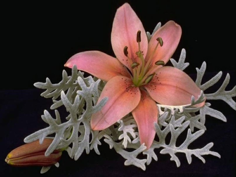 Ольга Бурханова | Уфа