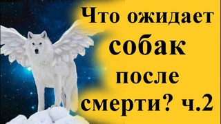 Что ожидает собак после их смерти Часть 2 Карма и реинкарнация души собаки