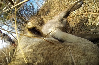 GoProClub: Lioness Hunts Down a Buck with Kevin Richardson