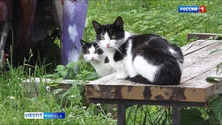 Muzein kažiloile - uuzi kodi!