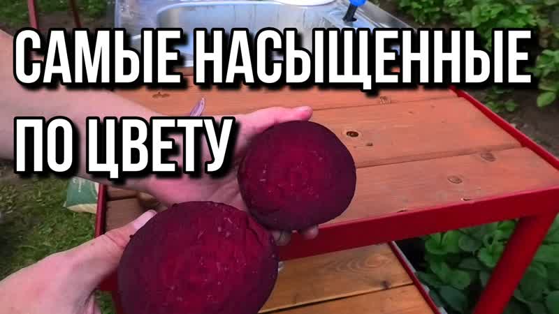 Закончила высадку земляники после свёклы. И не поздно,