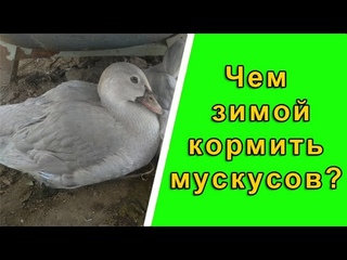 Чем кормить мускусных уток в зимний период