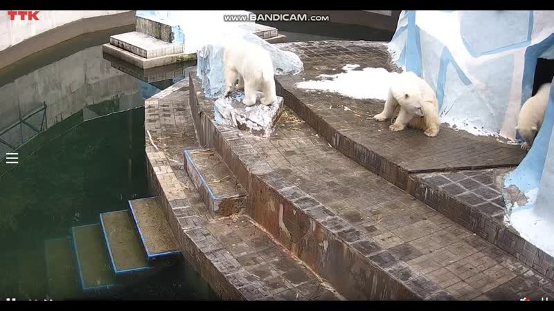 Шайна быстренько косточку утащила пока Норди пытался