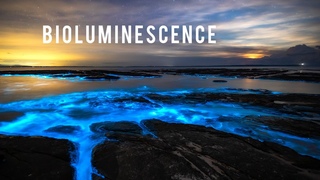 Incredible Bioluminescence in Australia