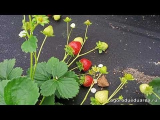 Осеннее плодоношение ремонтантной клубники Эвис Дэлайт. 10 сентября. Подмосковье.
