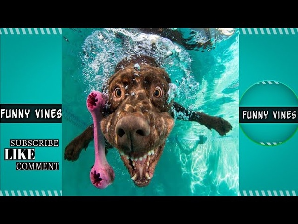 FOOLS IN POOLS ( Funny Pool Fails) Funny Moment Best Summer Fails Compilation