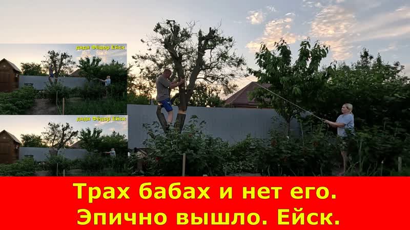 Трах бабах и нет его. Летняя обрезка абрикоса. Омолаживание