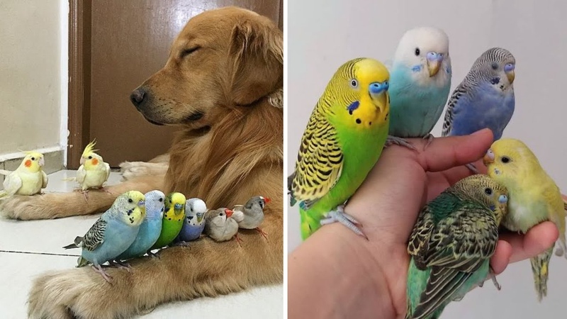 Funny and Cute Parrots Videos Compilation cute moments of the animals Cute Birds