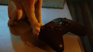 STRAY | Coming to Xbox August 10