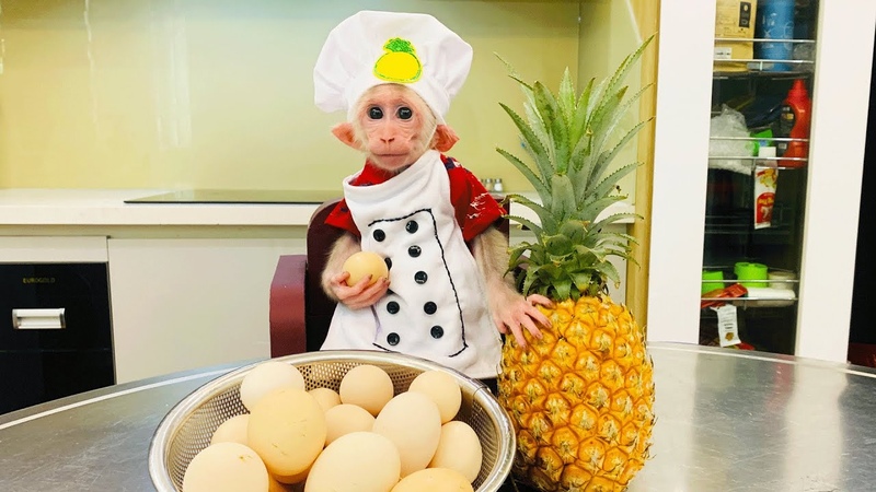 Cheers Chef Bibi monkey helps Dad cook Oatmeal Eggs for