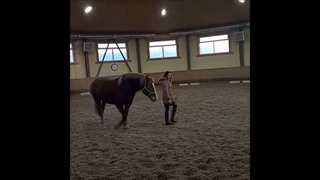 Присоединение коня