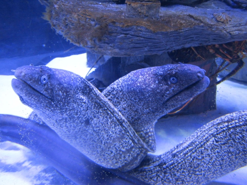 Алевтина Малахова | Ростов-на-Дону