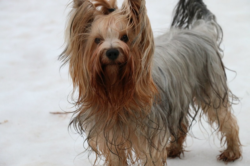 Ира Рыкова |