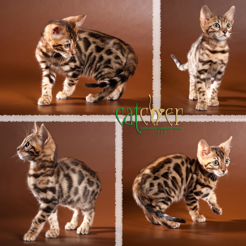 Светлана Коршикова | Орёл