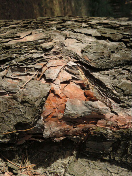 Александр Горин | Кирсанов