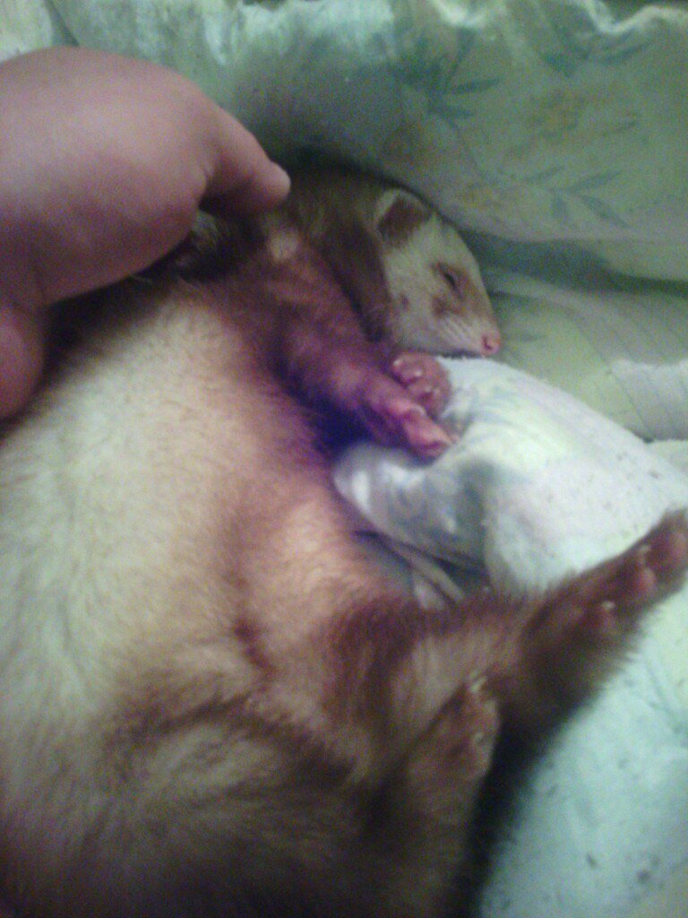 Дмитрий Евмененко | Гомель