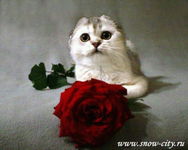 Андрей Силантьев | Санкт-Петербург