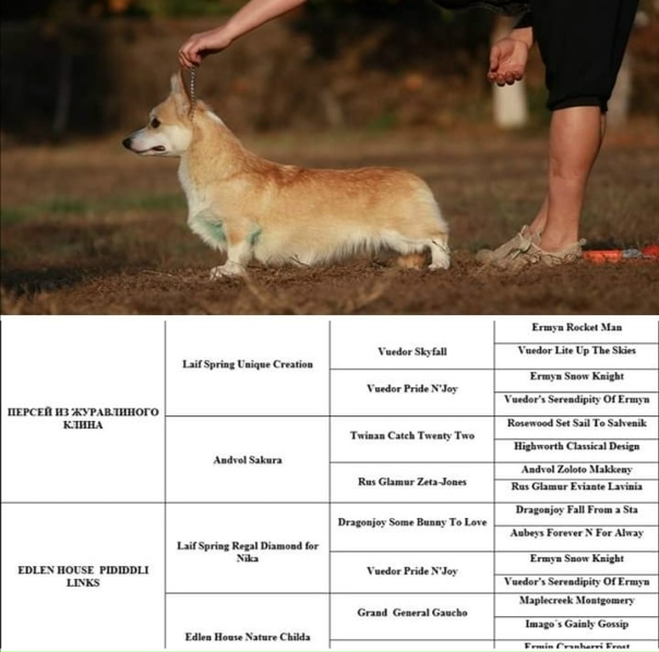 Стандарт окраса пемброка . 2022 питомник Полонез ВКонтакте