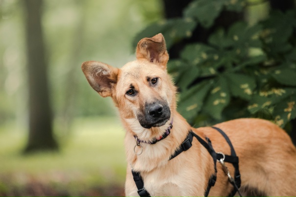 Москва и область! Сырок ищет дом Этот рыжий парнишка...