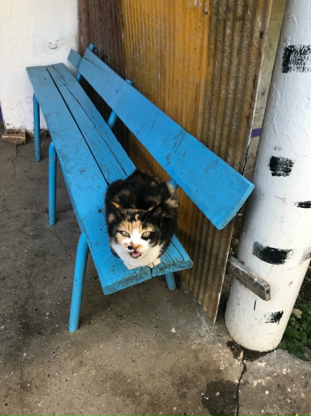 #котоохота Муся 😌